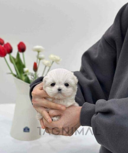 Maltese puppy for sale, dog for sale at Tagnimal