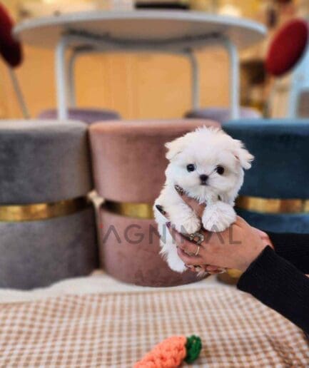 Maltese puppy for sale, dog for sale at Tagnimal