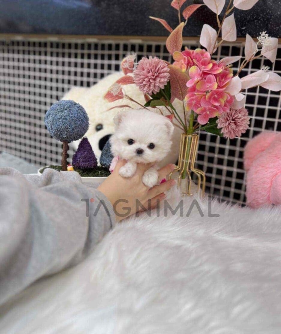 Maltese puppy for sale, dog for sale at Tagnimal