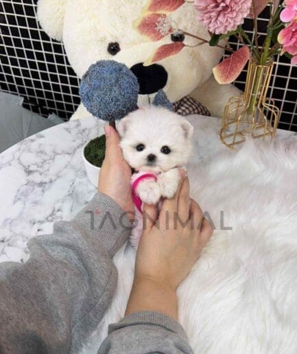 Maltese puppy for sale, dog for sale at Tagnimal