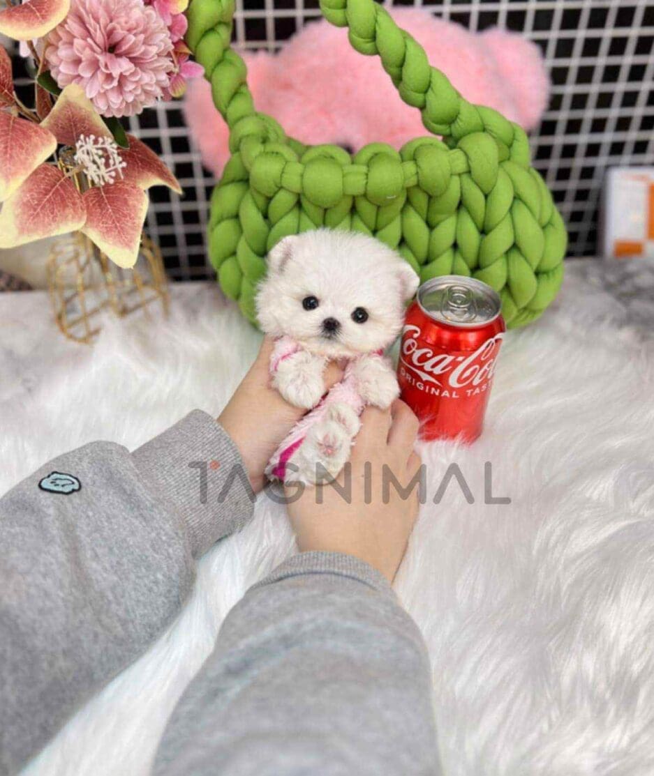 Maltese puppy for sale, dog for sale at Tagnimal