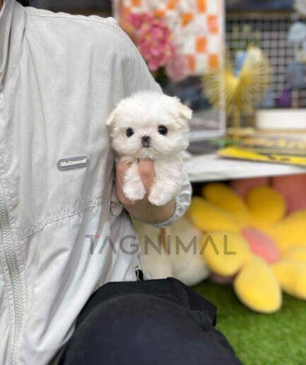 Maltese puppy for sale, dog for sale at Tagnimal