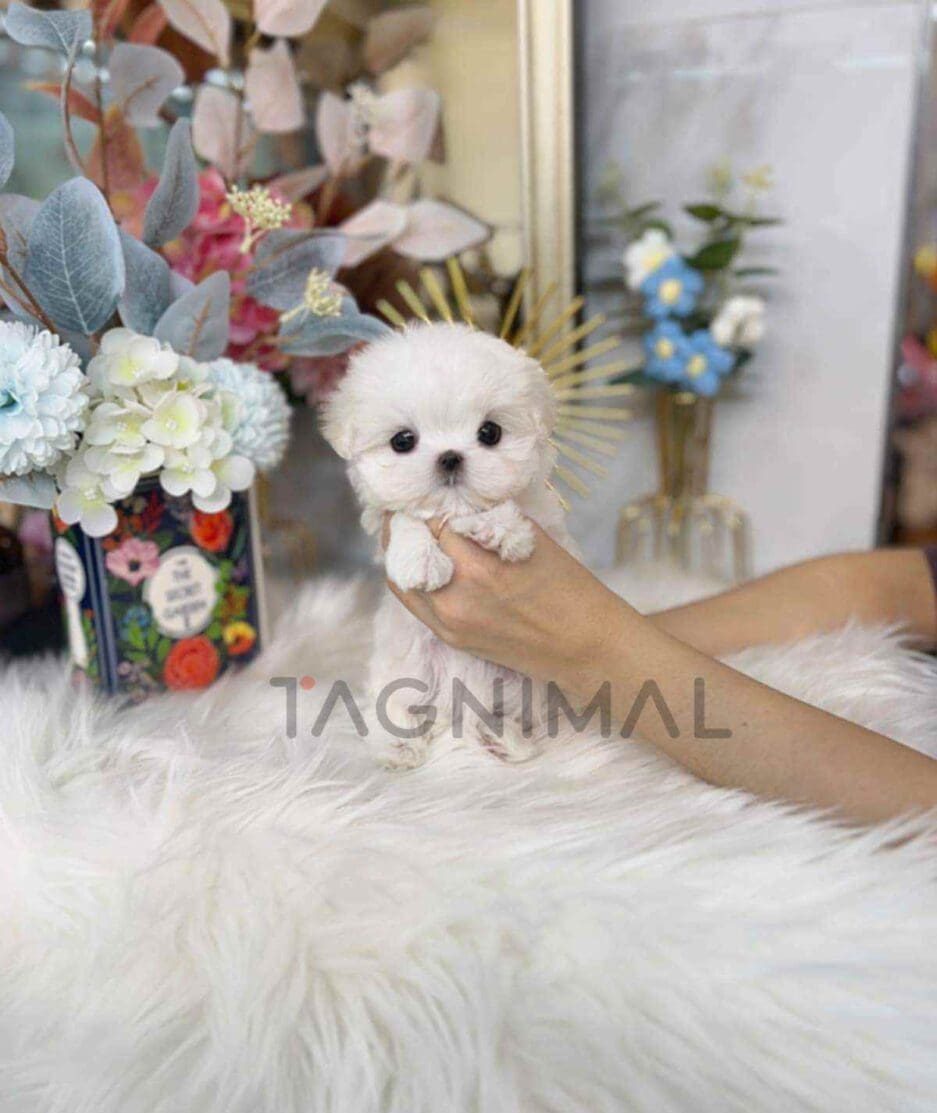 Maltese puppy for sale, dog for sale at Tagnimal