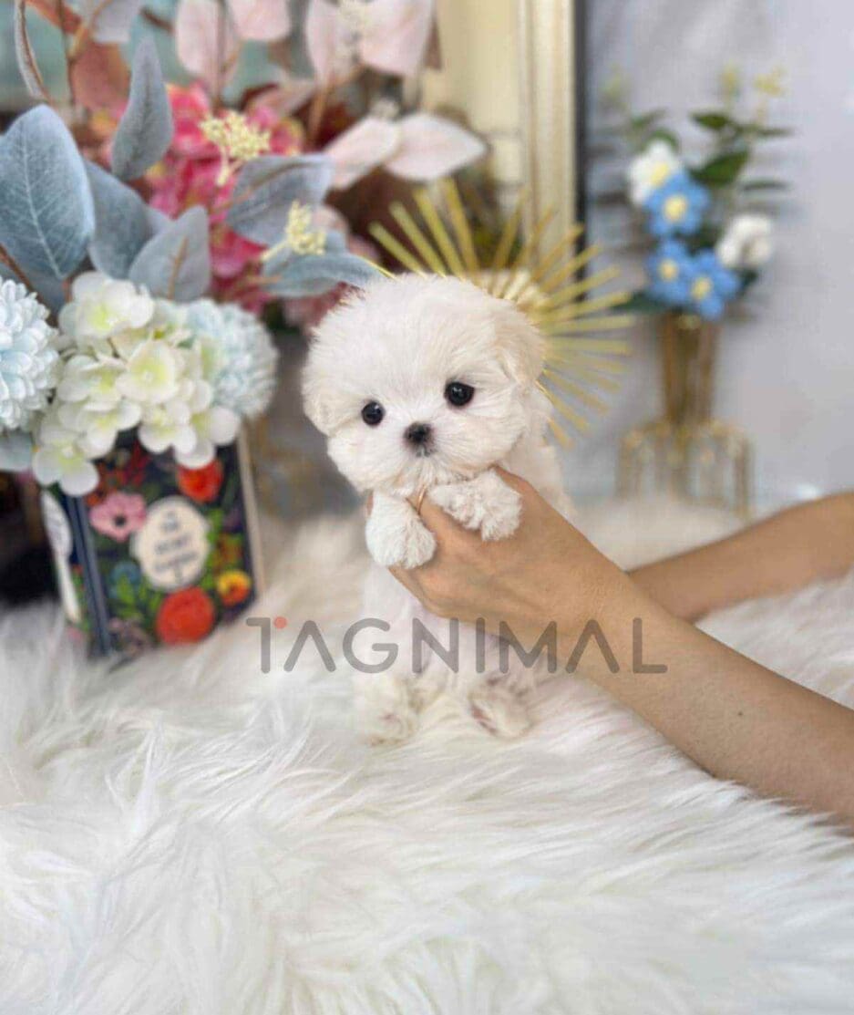 Maltese puppy for sale, dog for sale at Tagnimal