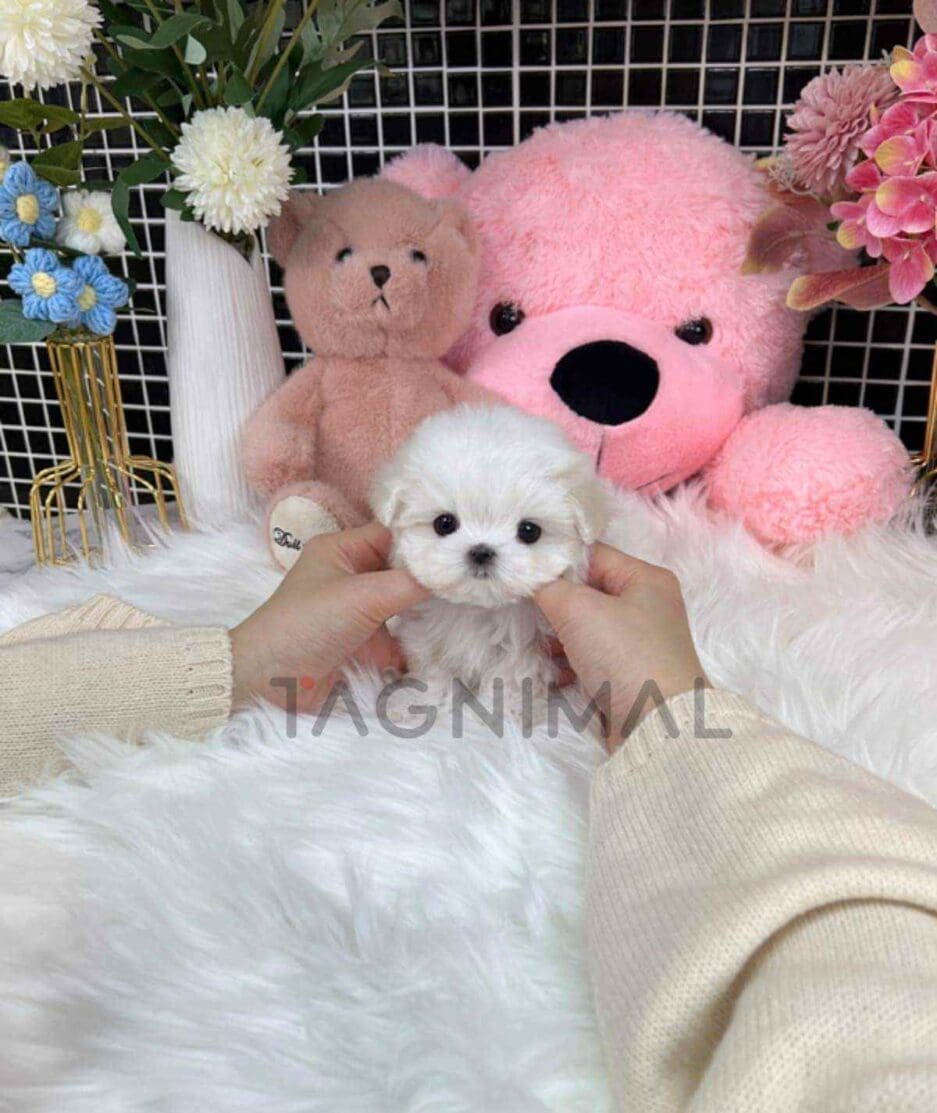 Maltese puppy for sale, dog for sale at Tagnimal