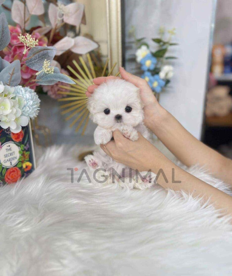 Maltese puppy for sale, dog for sale at Tagnimal