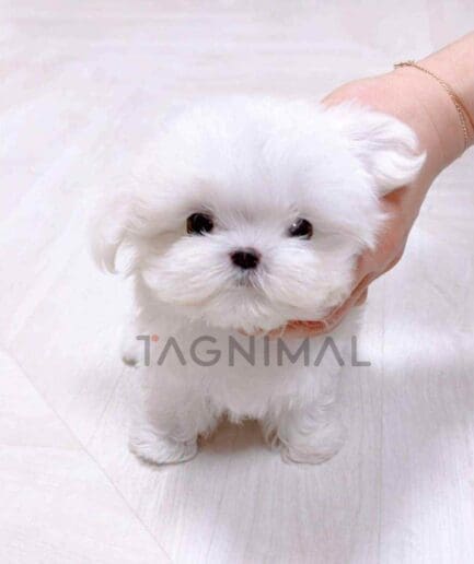 Maltese puppy for sale, dog for sale at Tagnimal