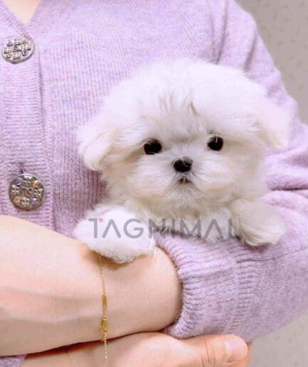 Maltese puppy for sale, dog for sale at Tagnimal