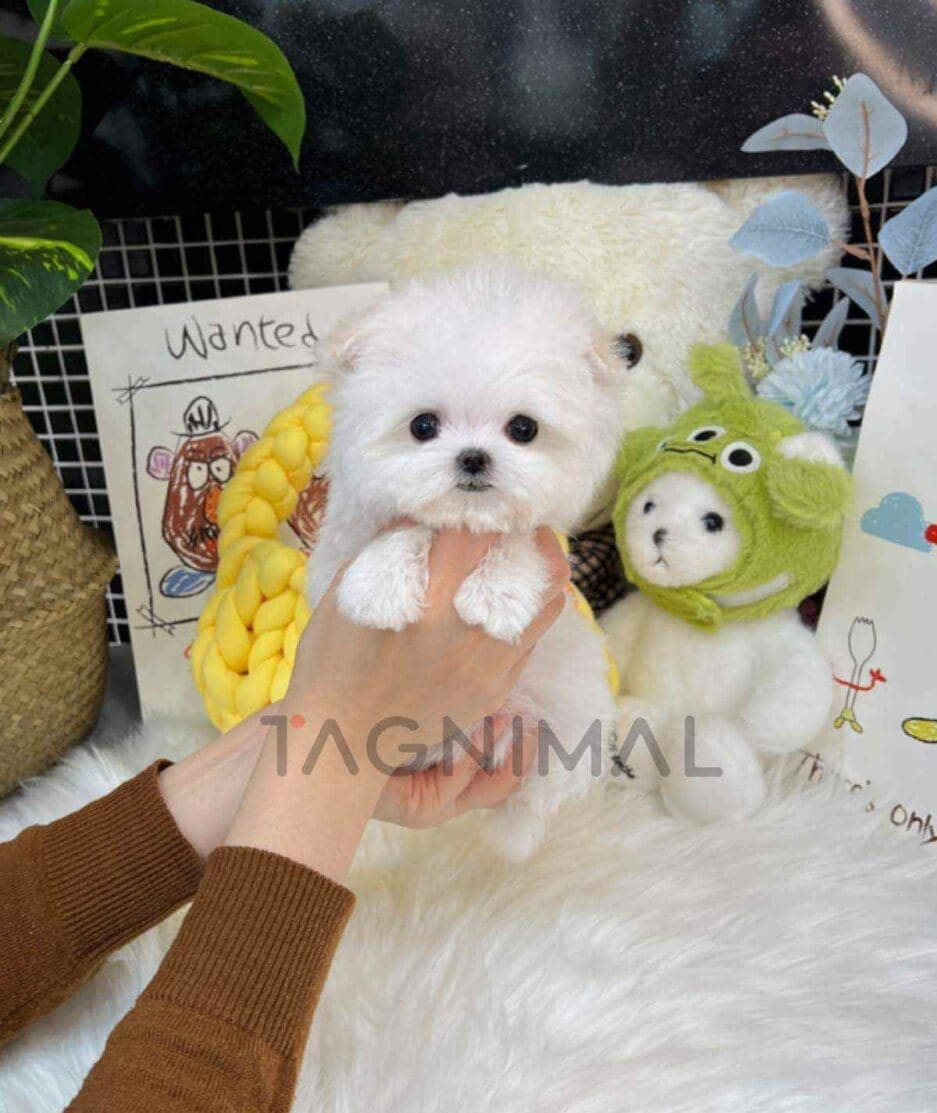 Maltese puppy for sale, dog for sale at Tagnimal