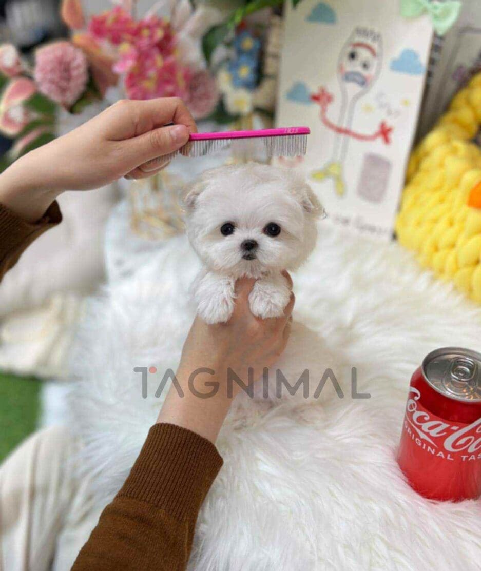 Maltese puppy for sale, dog for sale at Tagnimal