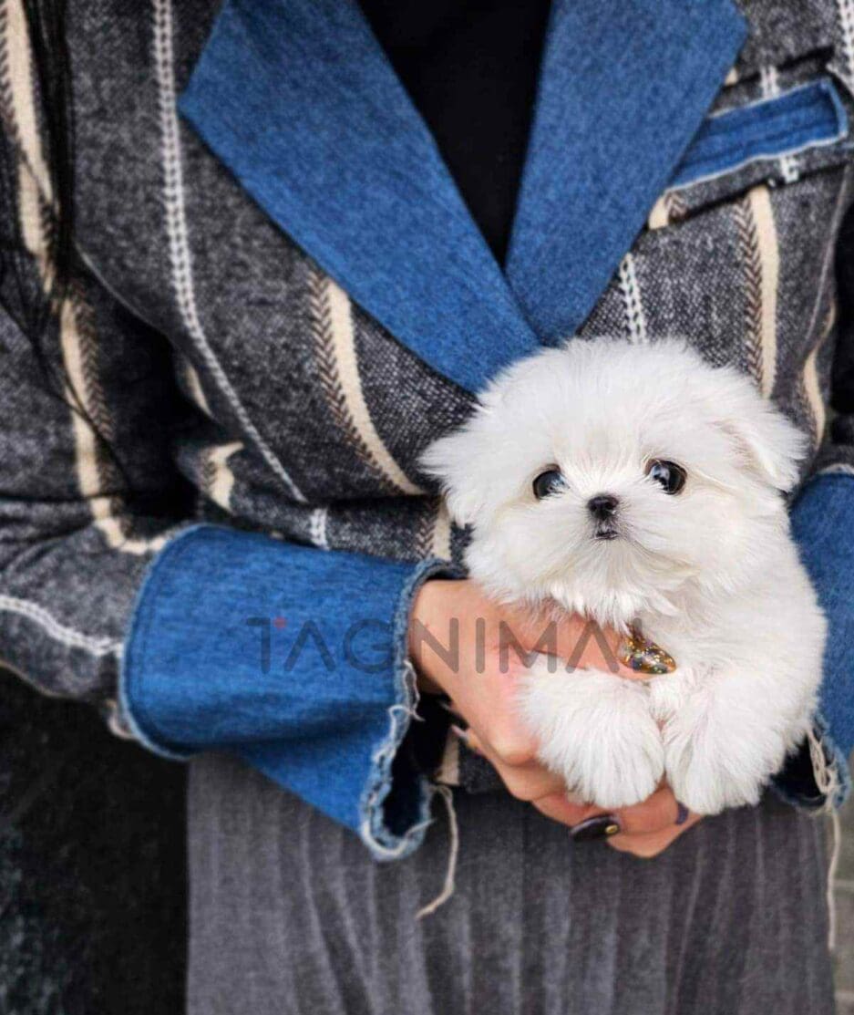 Maltese puppy for sale, dog for sale at Tagnimal