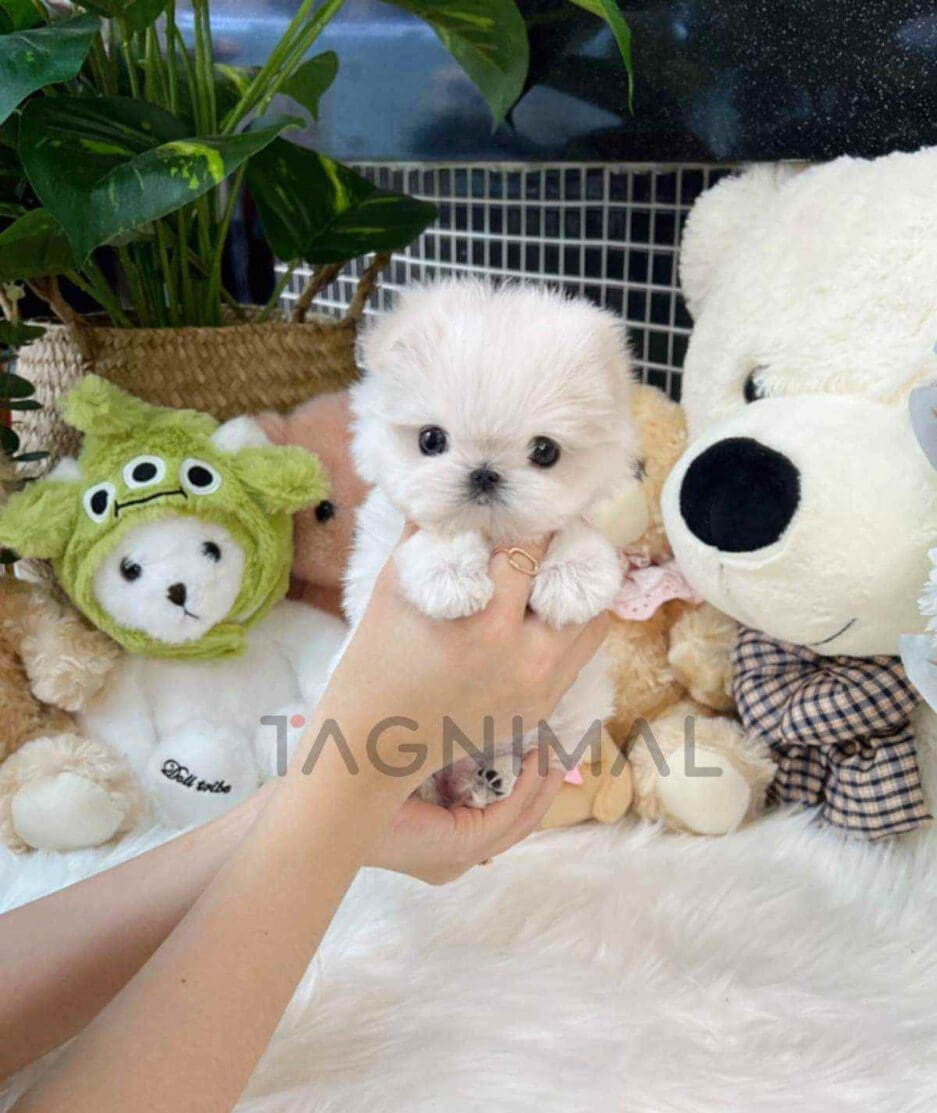 Maltese puppy for sale, dog for sale at Tagnimal