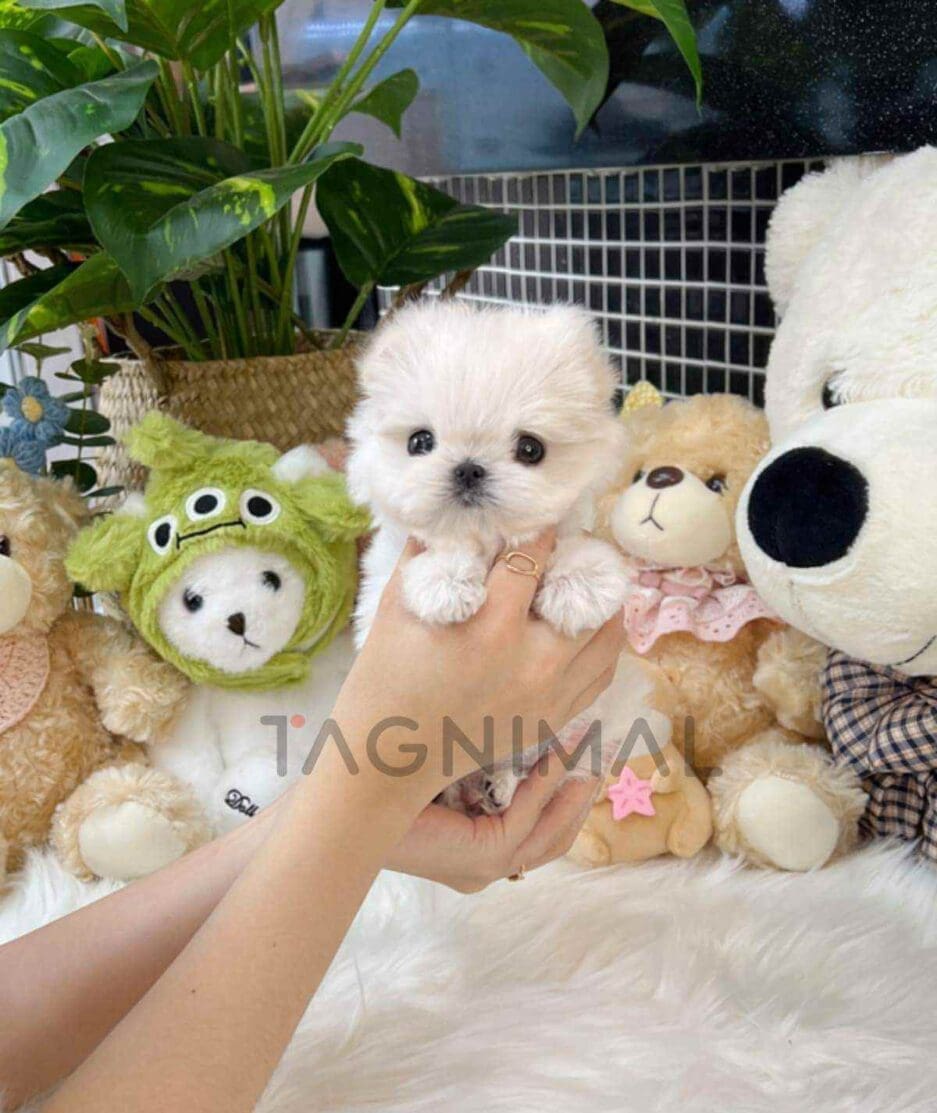 Maltese puppy for sale, dog for sale at Tagnimal