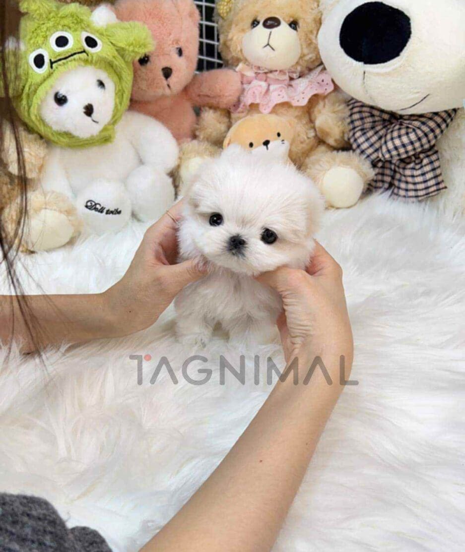 Maltese puppy for sale, dog for sale at Tagnimal