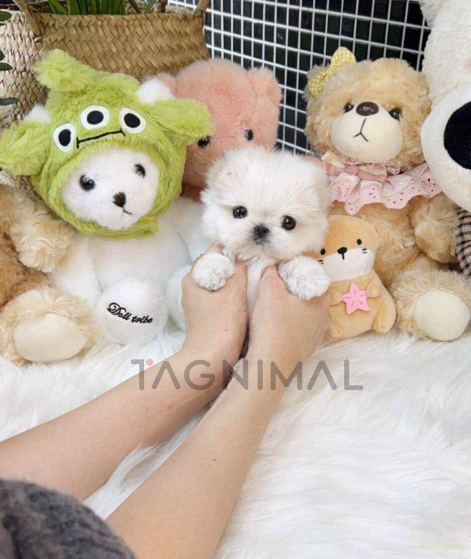 Maltese puppy for sale, dog for sale at Tagnimal