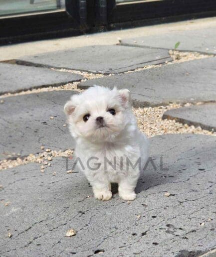 Maltese puppy for sale, dog for sale at Tagnimal