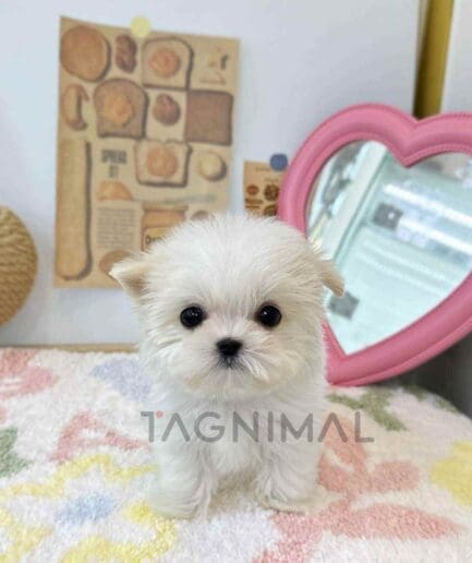 Maltese puppy for sale, dog for sale at Tagnimal