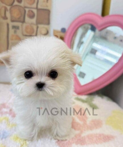 Maltese puppy for sale, dog for sale at Tagnimal