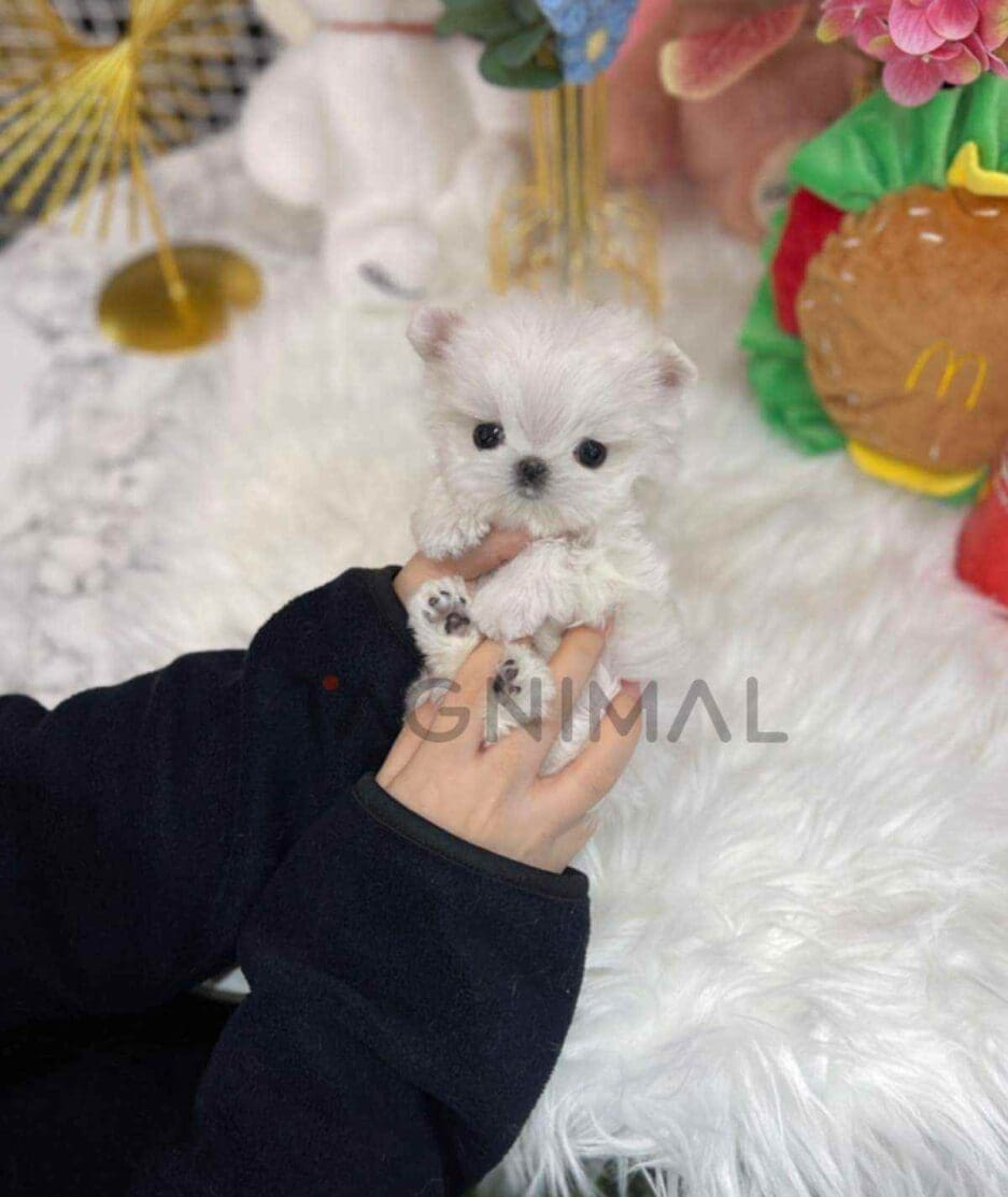 Maltese puppy for sale, dog for sale at Tagnimal