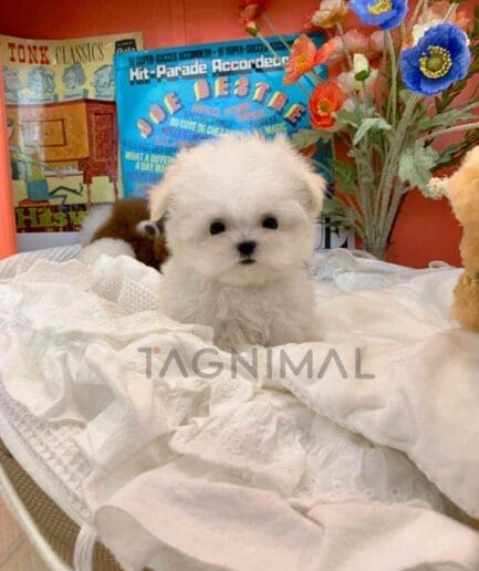 Maltese puppy for sale, dog for sale at Tagnimal