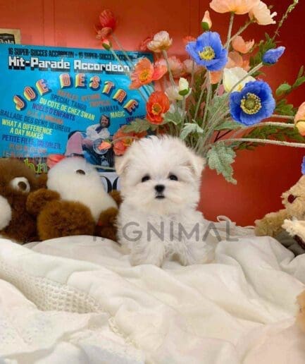 Maltese puppy for sale, dog for sale at Tagnimal