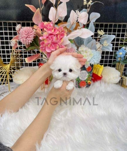 Maltese puppy for sale, dog for sale at Tagnimal