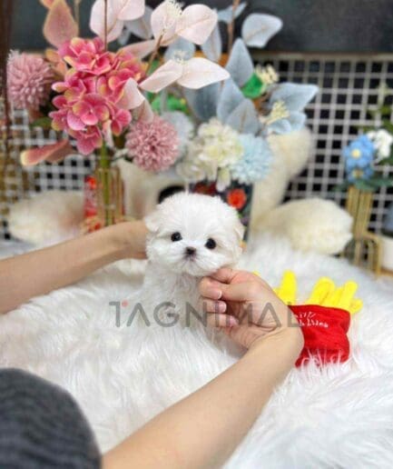 Maltese puppy for sale, dog for sale at Tagnimal