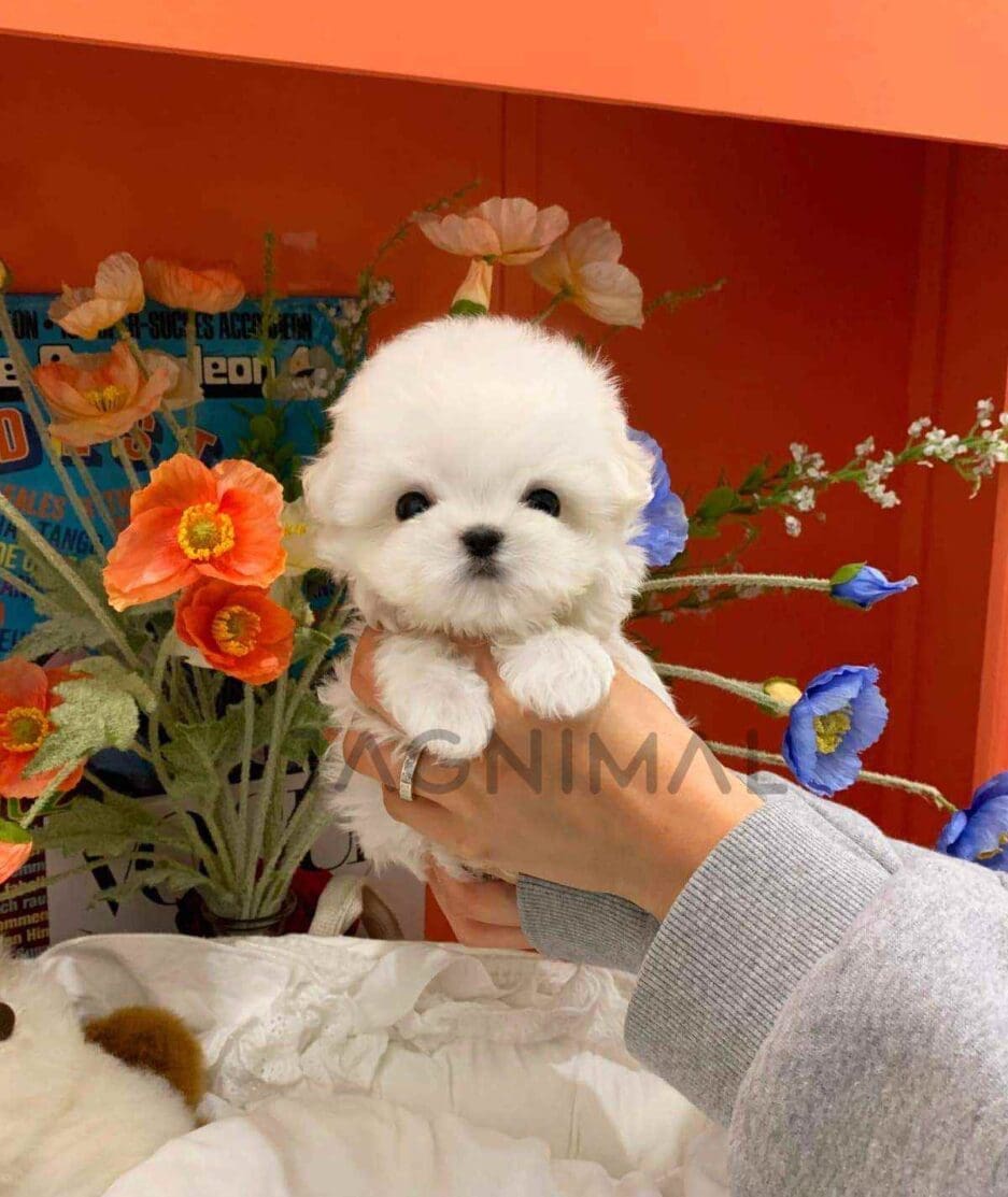 Maltese puppy for sale, dog for sale at Tagnimal