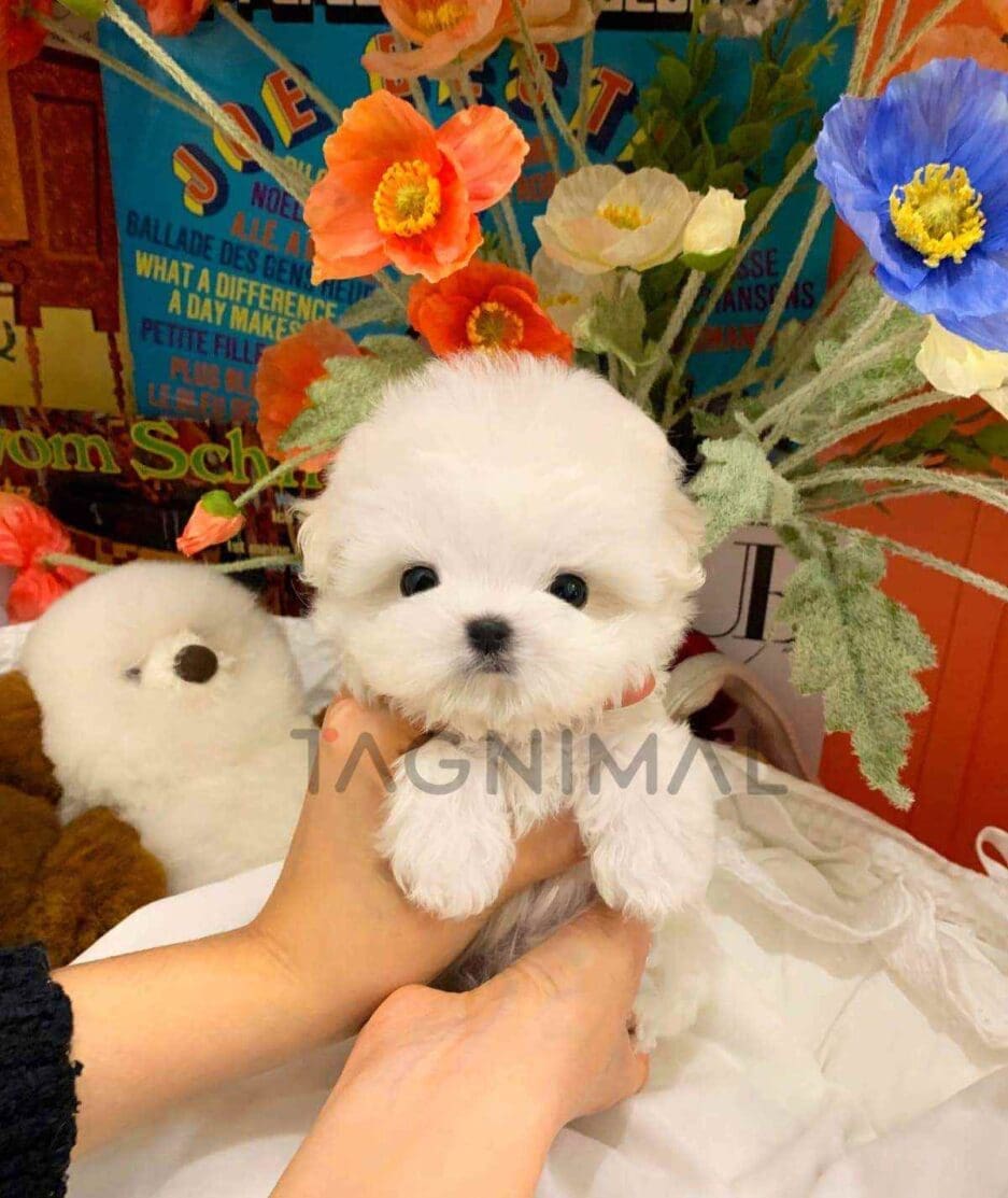 Maltese puppy for sale, dog for sale at Tagnimal