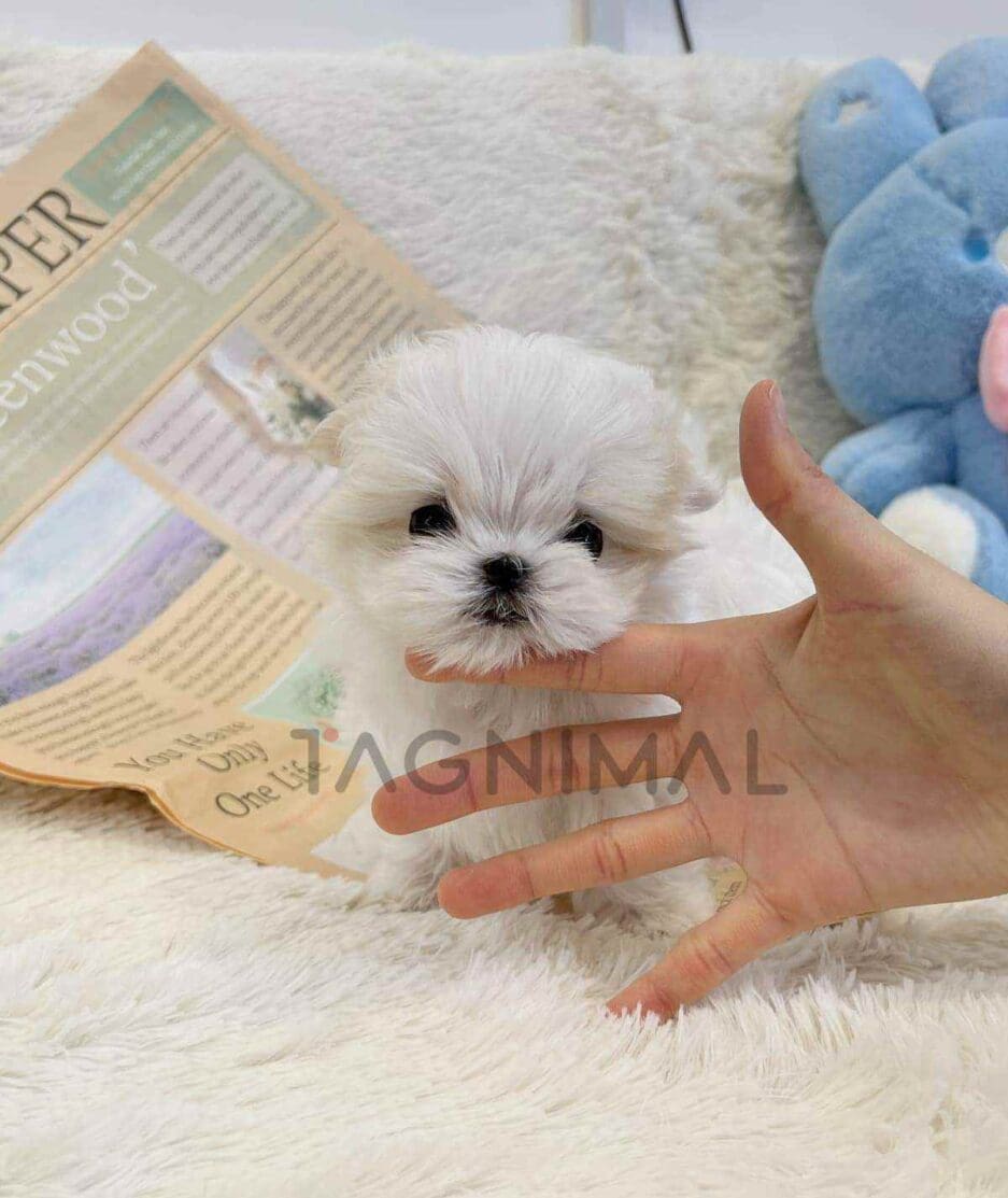 Maltese puppy for sale, dog for sale at Tagnimal