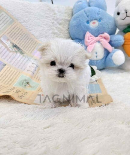 Maltese puppy for sale, dog for sale at Tagnimal