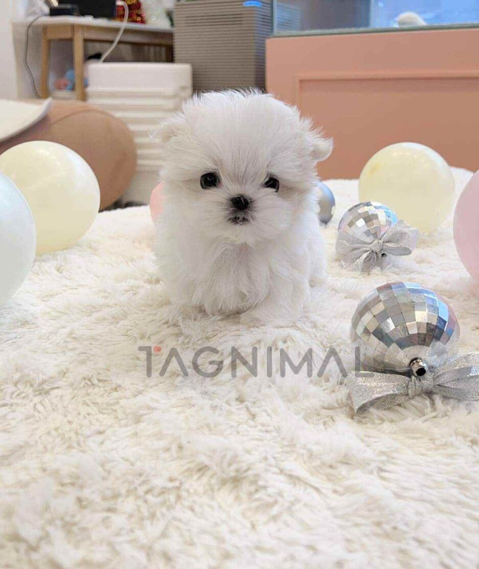 Maltese puppy for sale, dog for sale at Tagnimal