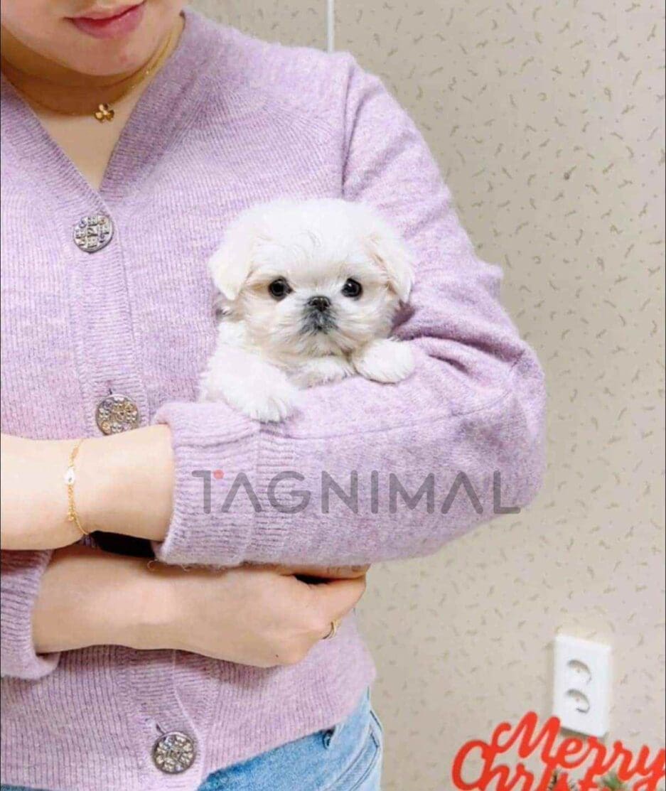 Maltese puppy for sale, dog for sale at Tagnimal