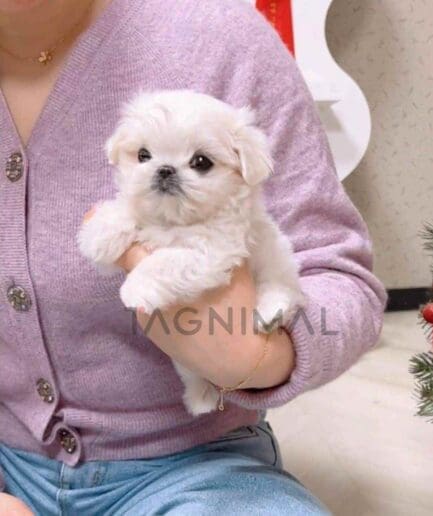 Maltese puppy for sale, dog for sale at Tagnimal