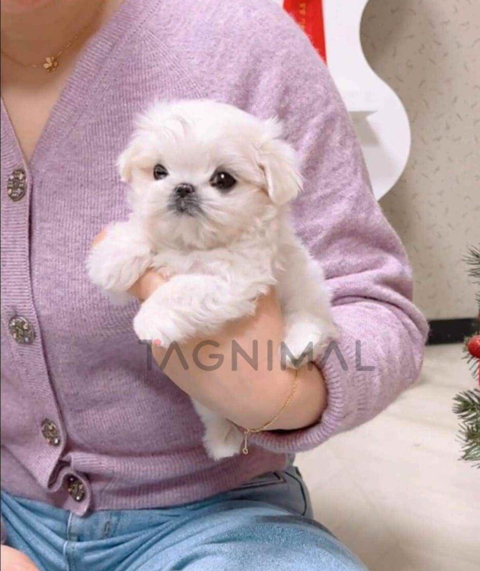 Maltese puppy for sale, dog for sale at Tagnimal