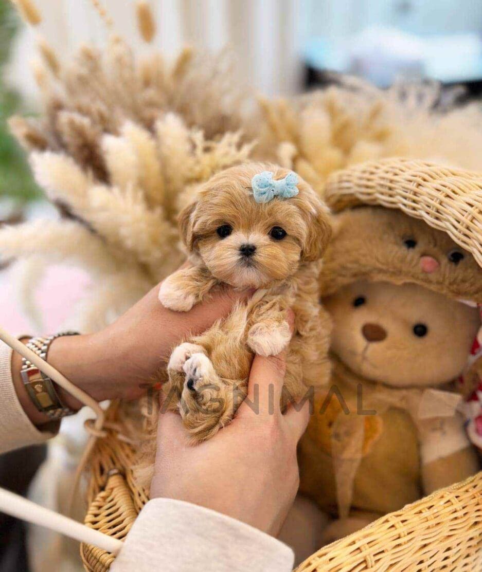 Maltipoo puppy for sale, dog for sale at Tagnimal