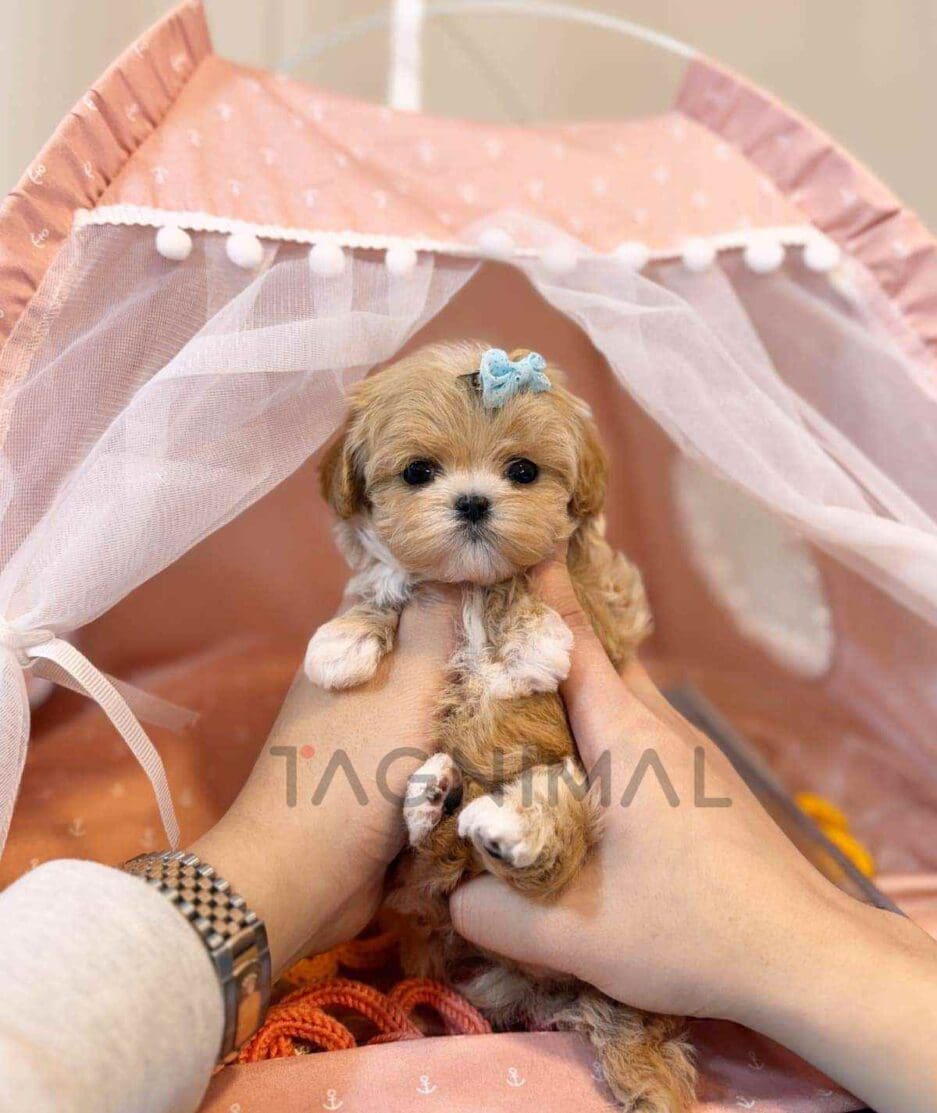 Maltipoo puppy for sale, dog for sale at Tagnimal