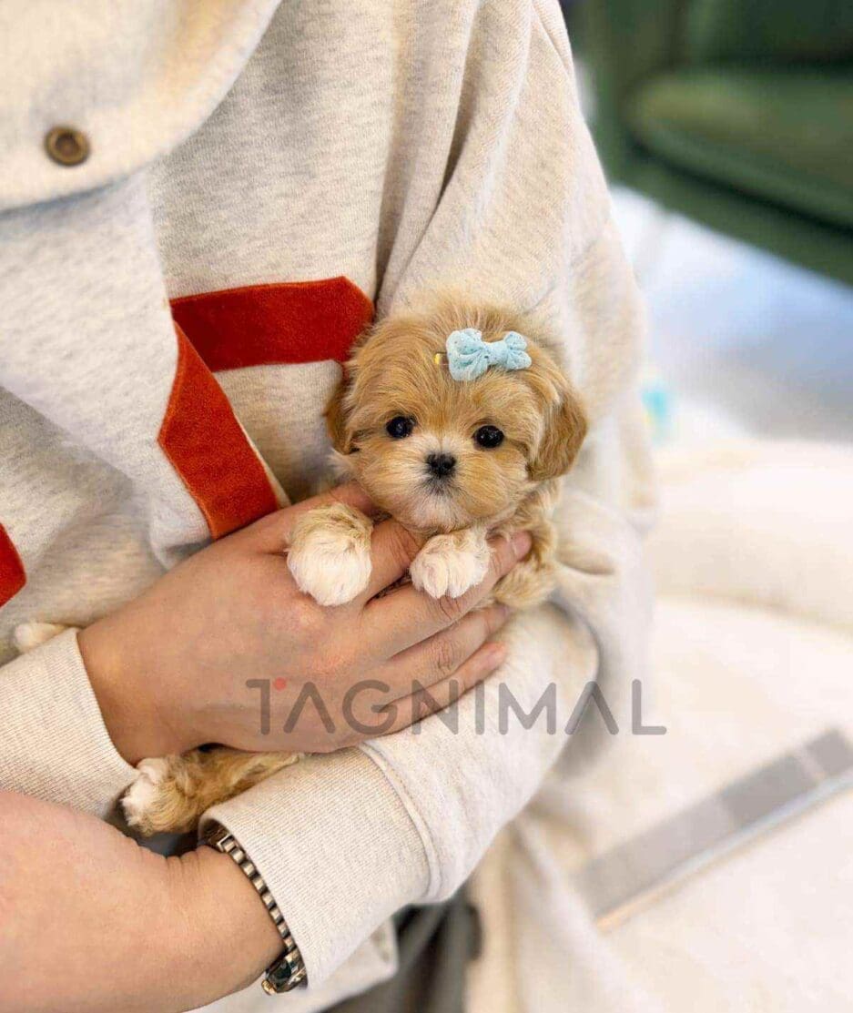 Maltipoo puppy for sale, dog for sale at Tagnimal