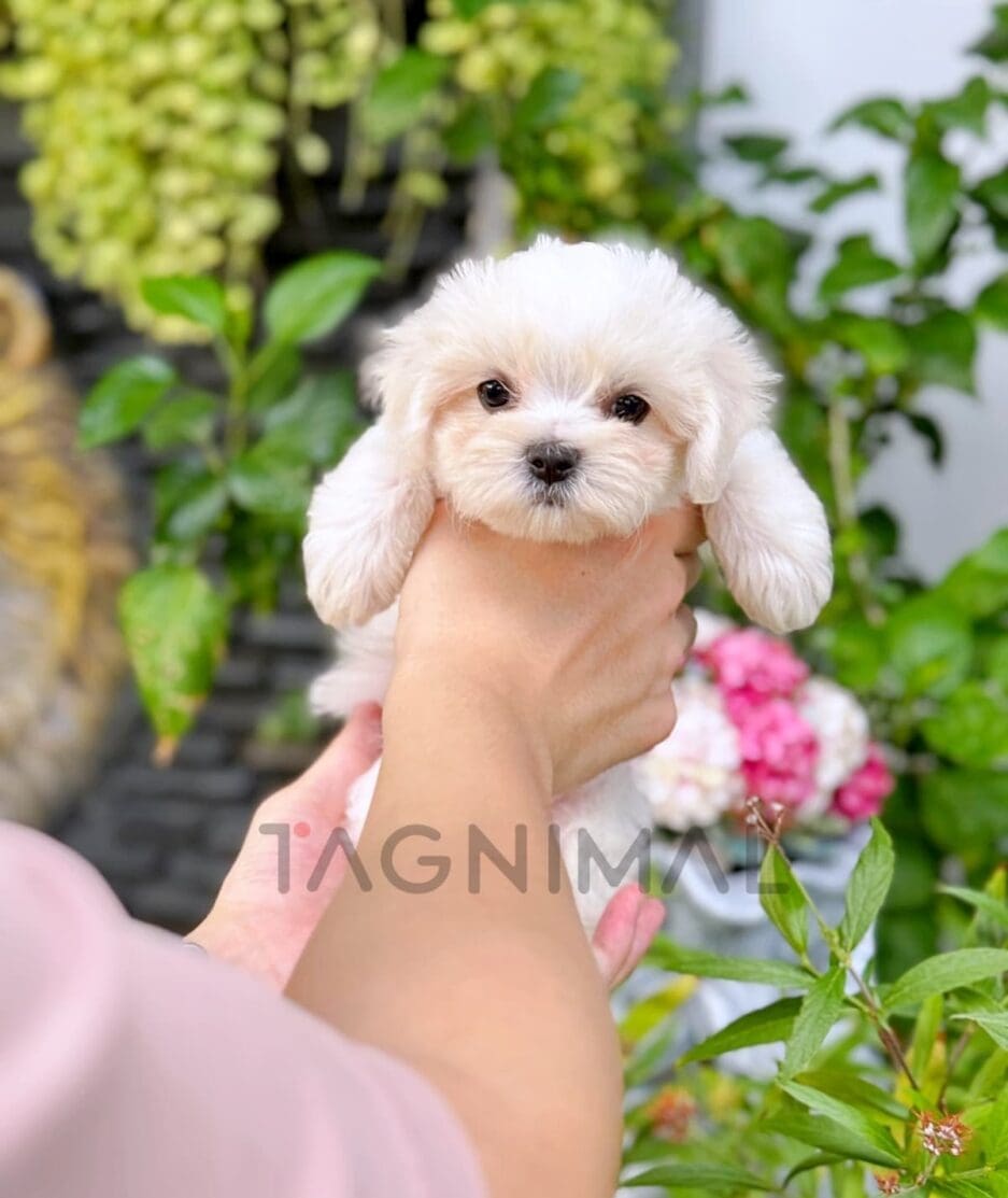 Maltipoo puppy for sale, dog for sale at Tagnimal