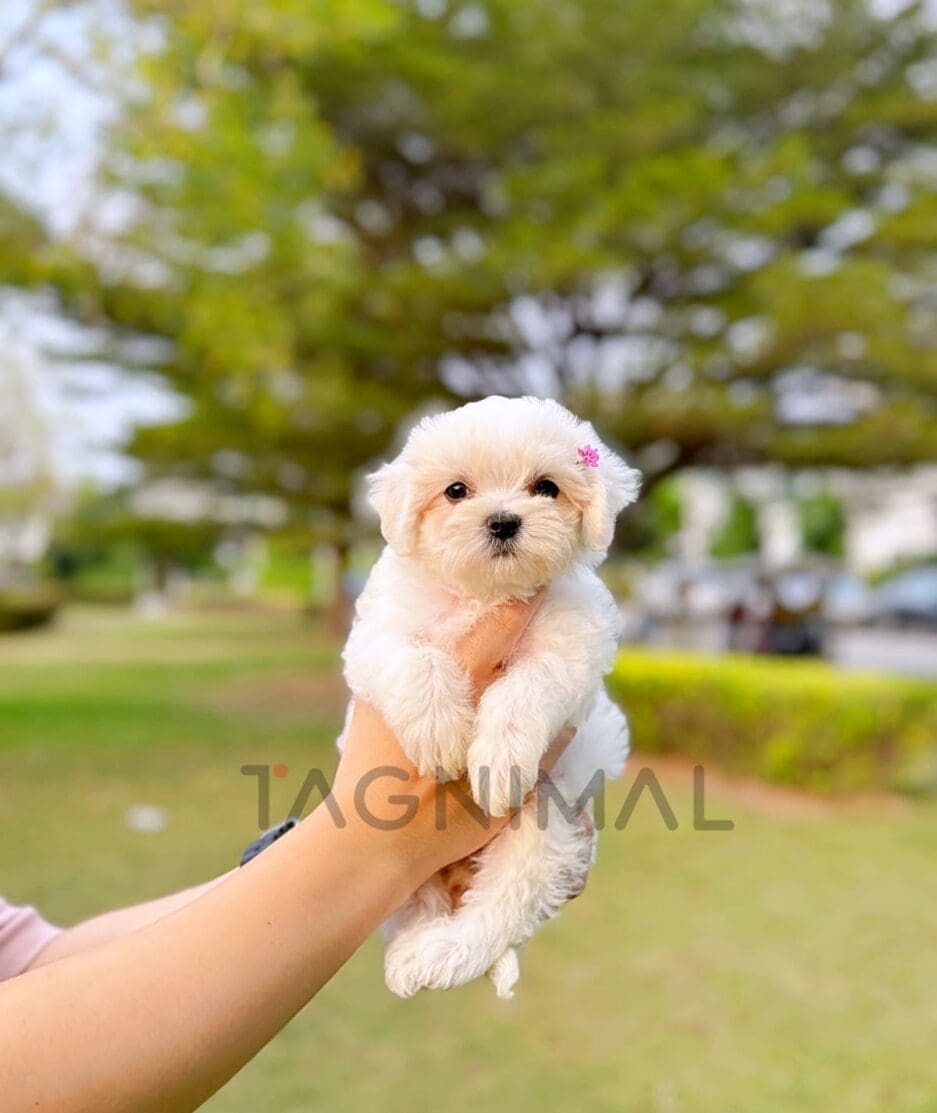 Maltipoo puppy for sale, dog for sale at Tagnimal