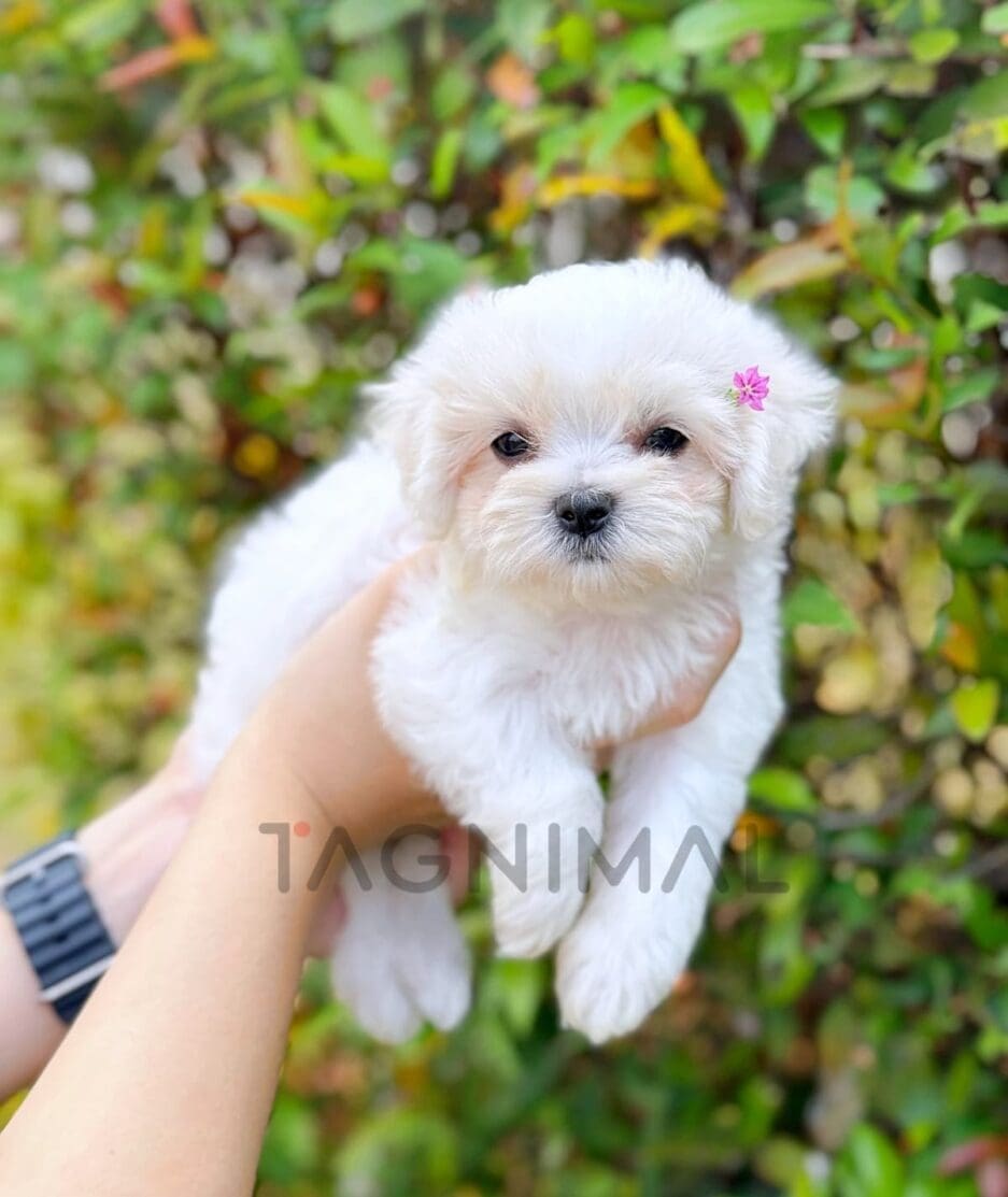 Maltipoo puppy for sale, dog for sale at Tagnimal