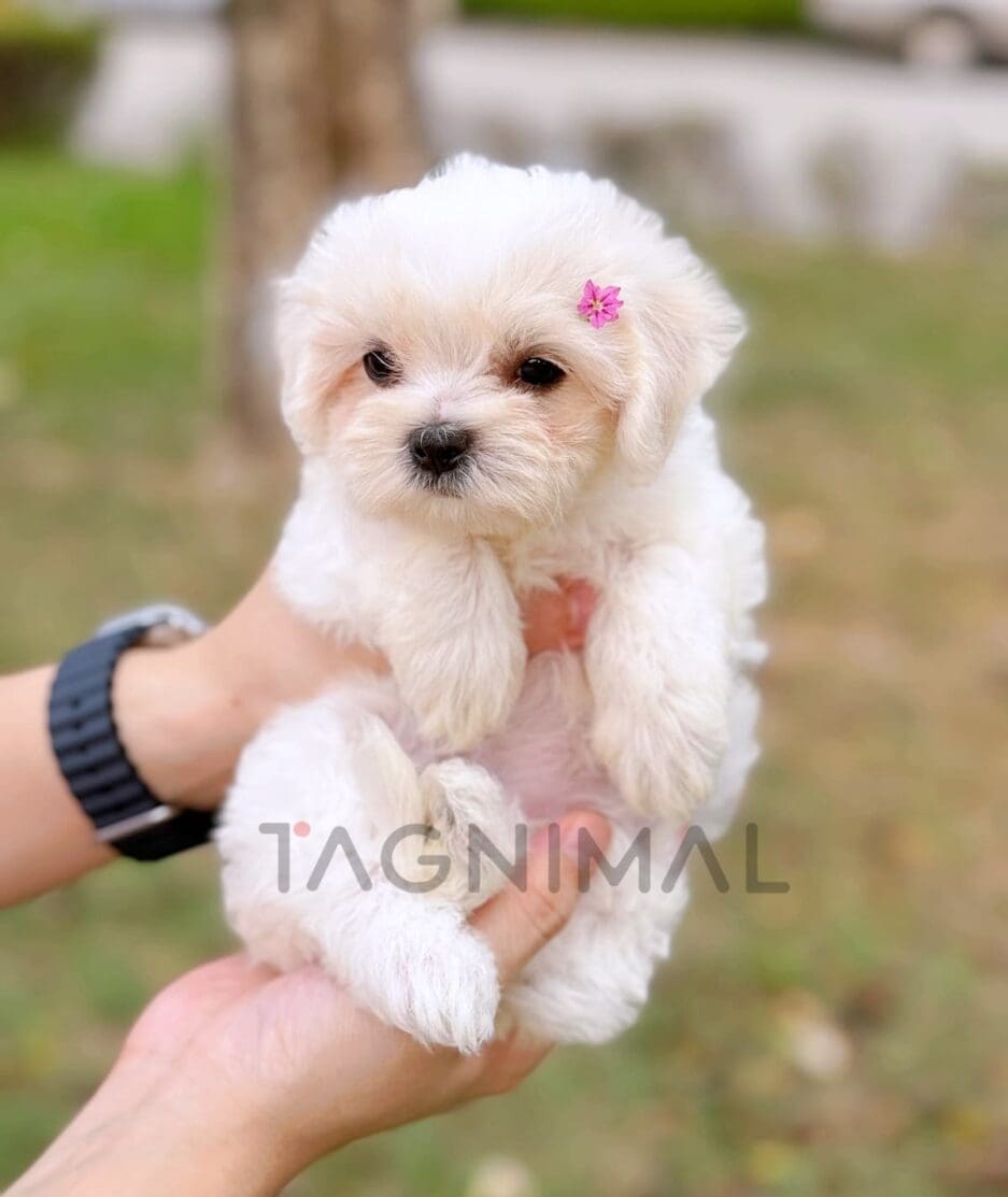 Maltipoo puppy for sale, dog for sale at Tagnimal