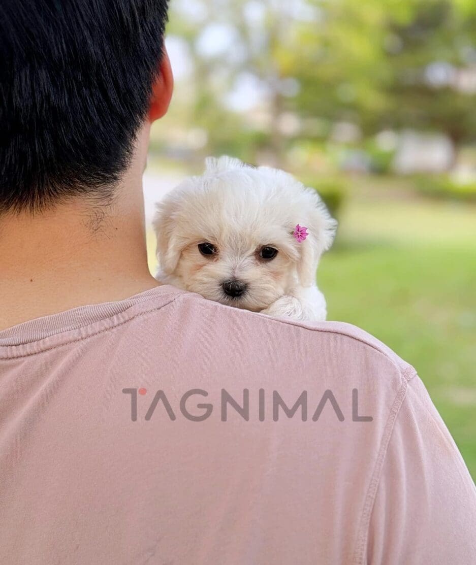 ขายลูกสุนัขมอลติพู ซื้อสุนัข ซื้อหมา ได้ที่ Tagnimal