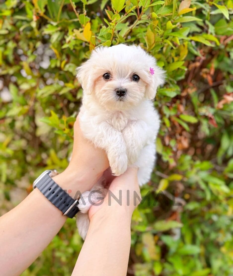 Maltipoo puppy for sale, dog for sale at Tagnimal