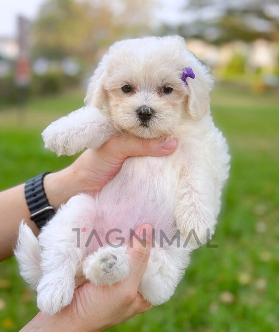 Maltipoo puppy for sale, dog for sale at Tagnimal