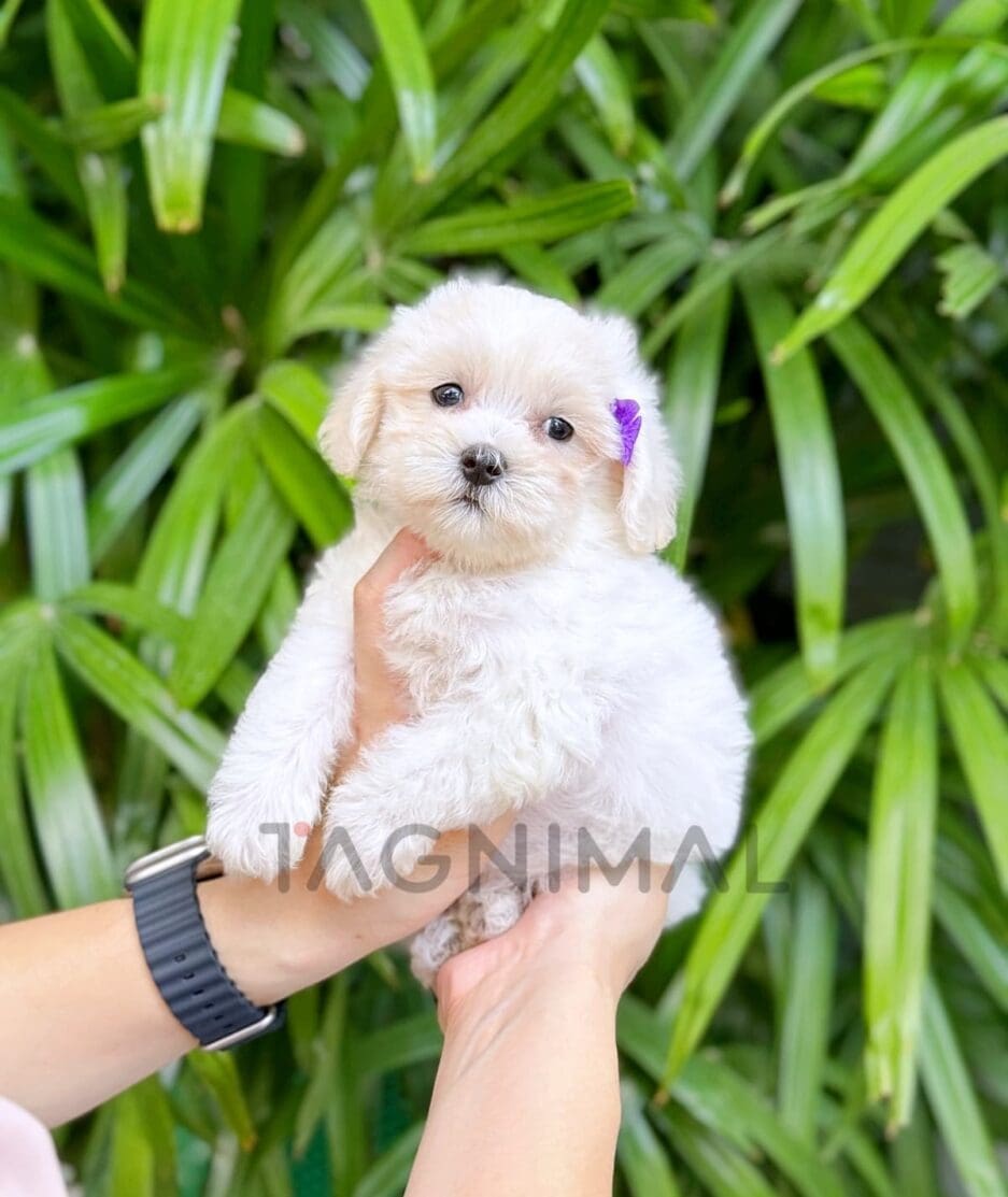 Maltipoo puppy for sale, dog for sale at Tagnimal