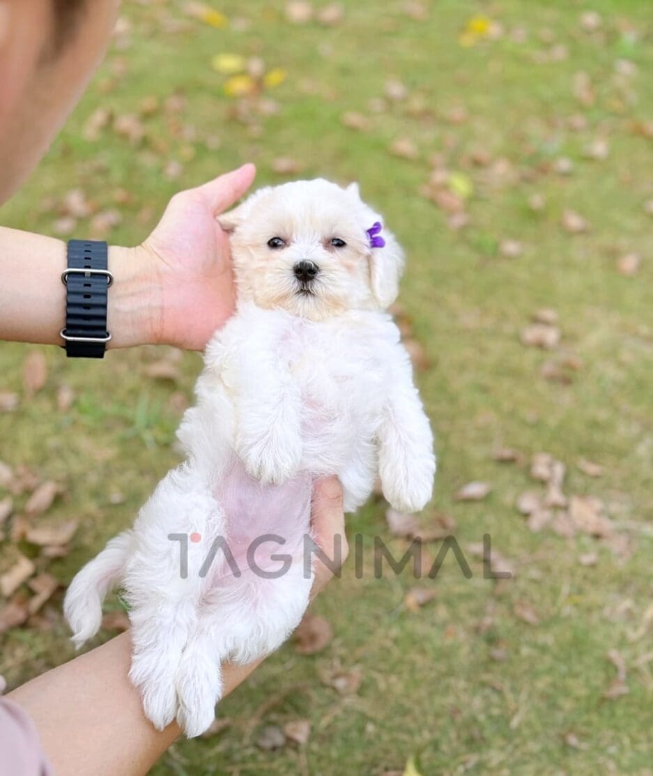 Maltipoo puppy for sale, dog for sale at Tagnimal