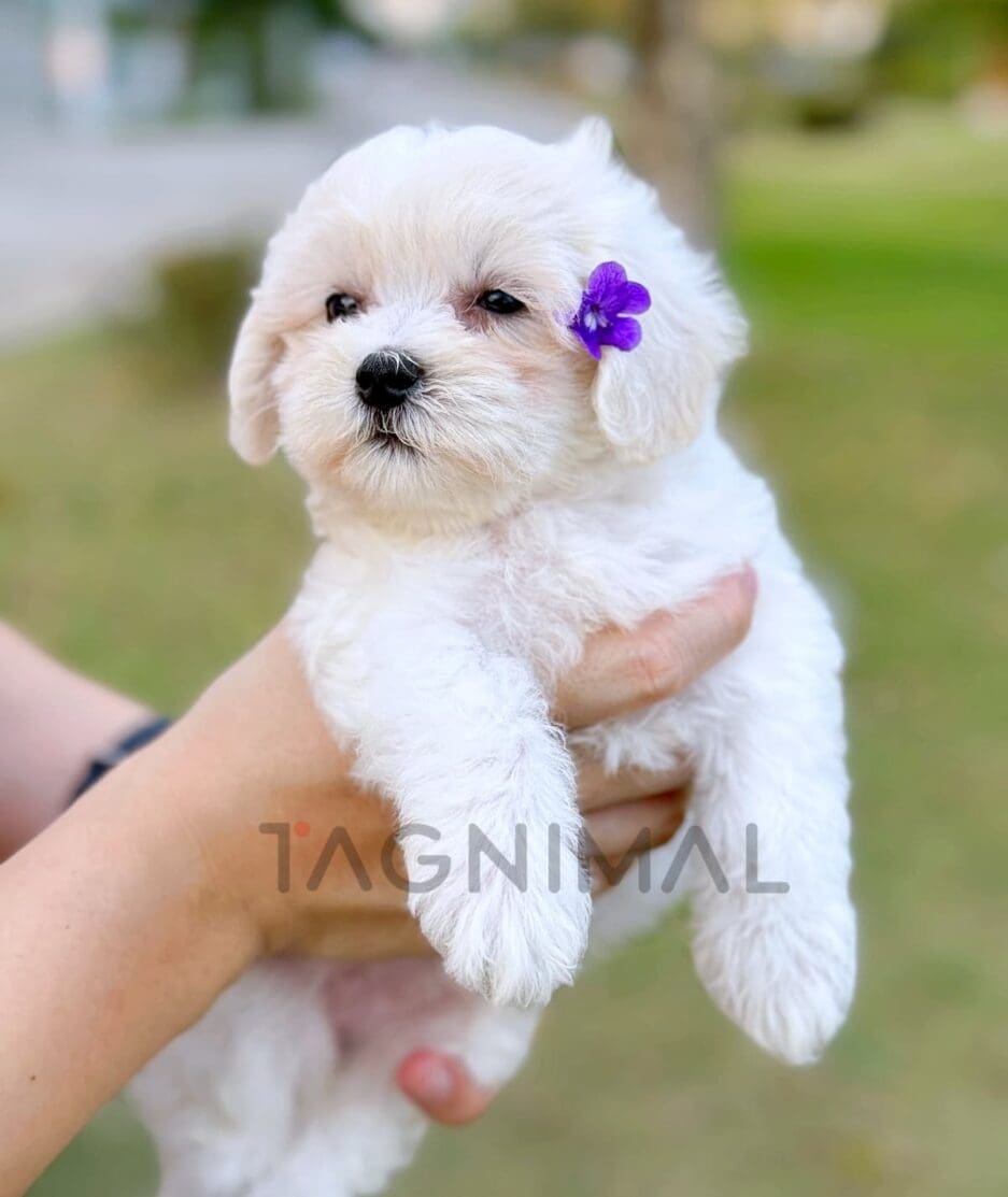 Maltipoo puppy for sale, dog for sale at Tagnimal