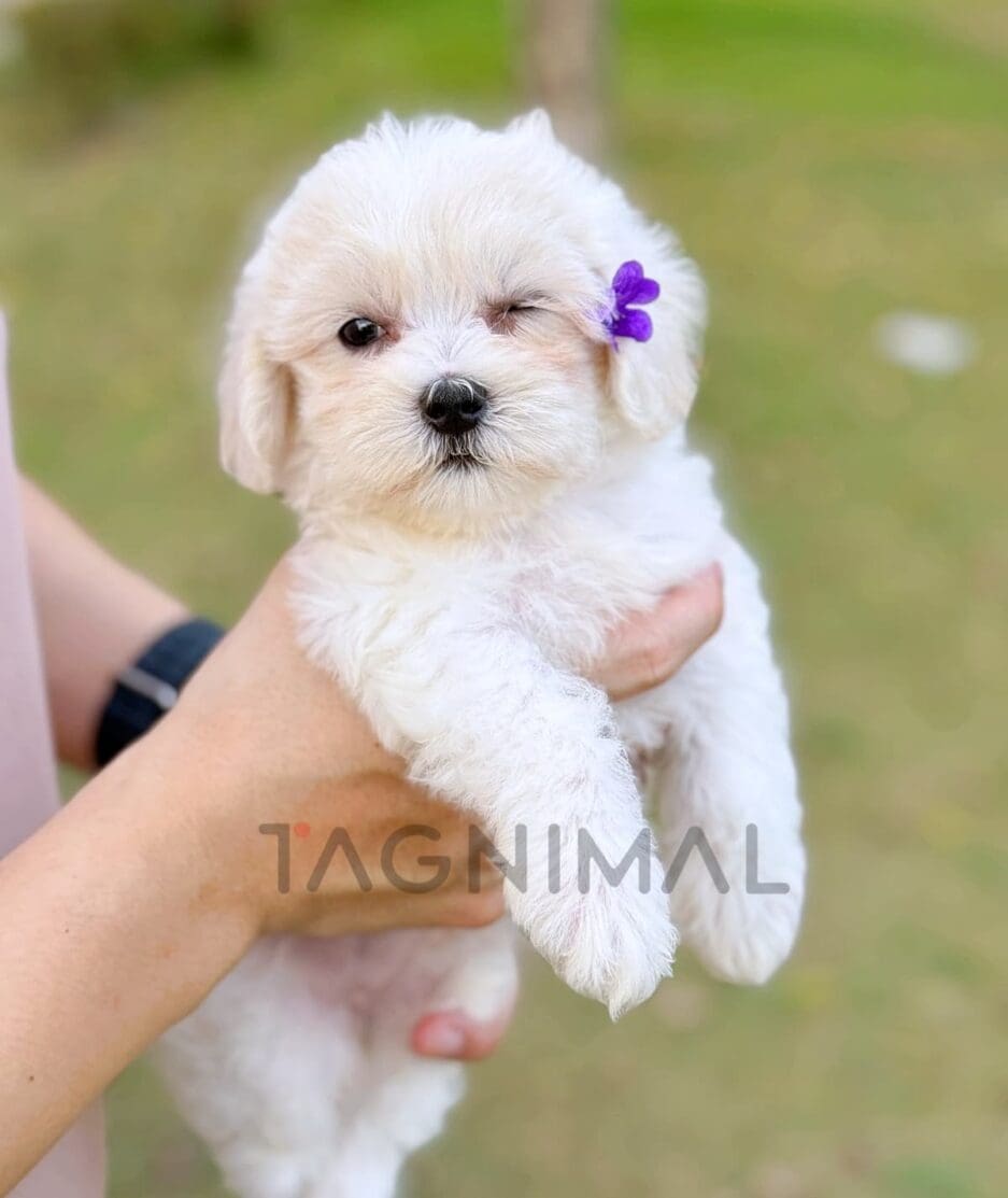 Maltipoo puppy for sale, dog for sale at Tagnimal