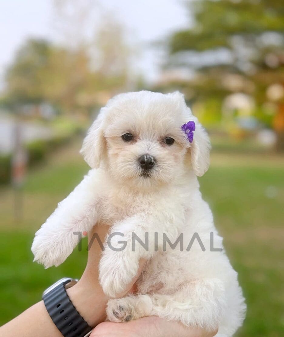 Maltipoo puppy for sale, dog for sale at Tagnimal